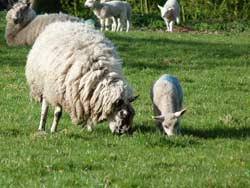 Mill Lodge - Local Livestock