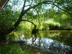 Mill Lodge - The River